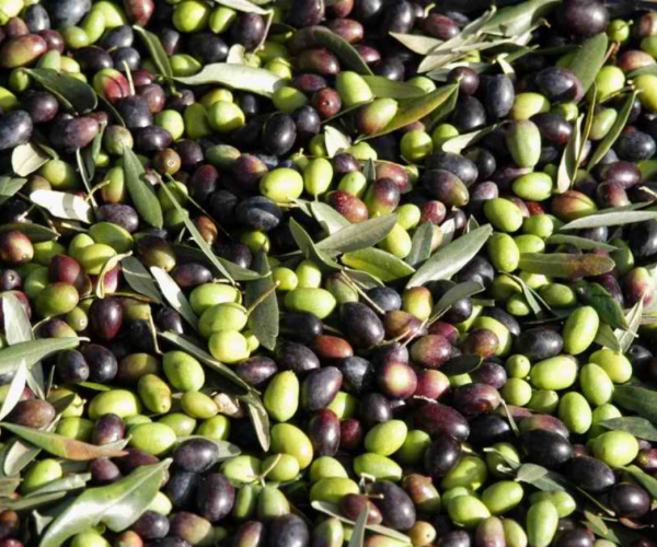 olive